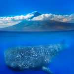 Whale shark below