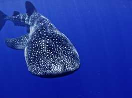 Simma med valhajar whaleshark