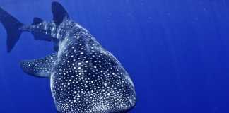 Simma med valhajar whaleshark