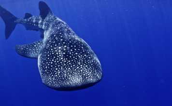 Simma med valhajar whaleshark