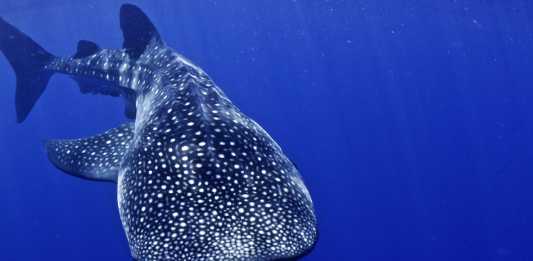 Simma med valhajar whaleshark