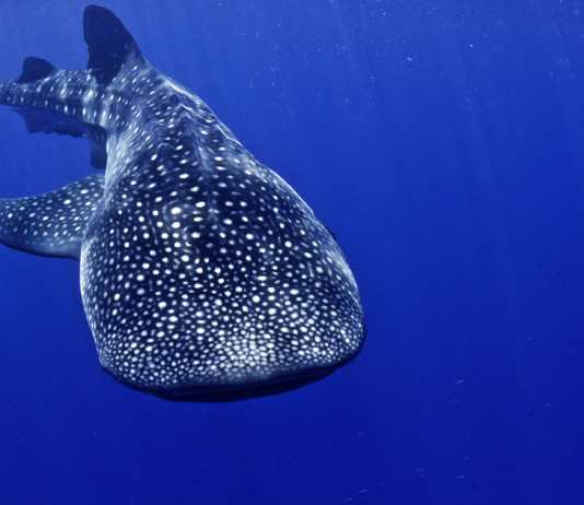 Simma med valhajar whaleshark
